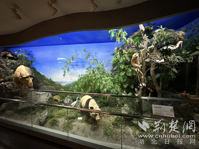 秦嶺四寶動物標本（華中農(nóng)業(yè)大學博物館）.png.png